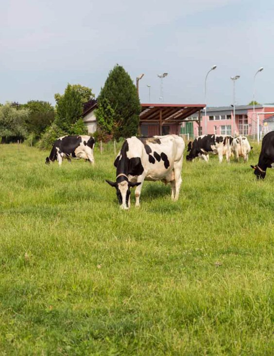 vaches-dans-le-pres